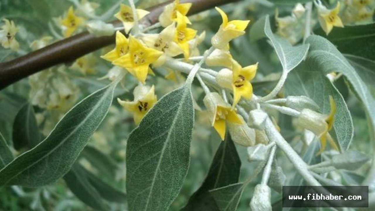 Nevşehir'i İğde Kokusu Sardı