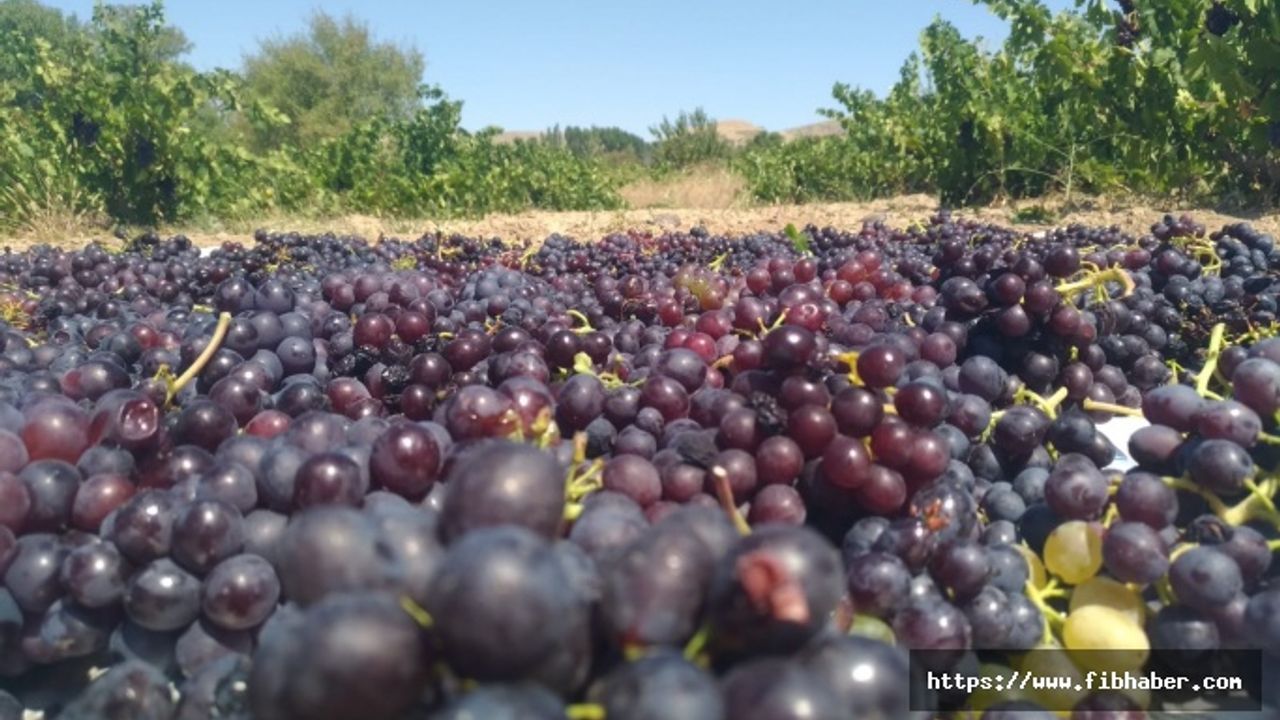 Nevşehir'in meşhur üzümleri kurutulması için serilmeye başlandı