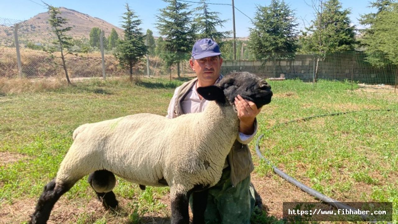 Nevşehir'de kurduğu koyun çiftliğinde "Suffolk" ırkı yetiştiriyor
