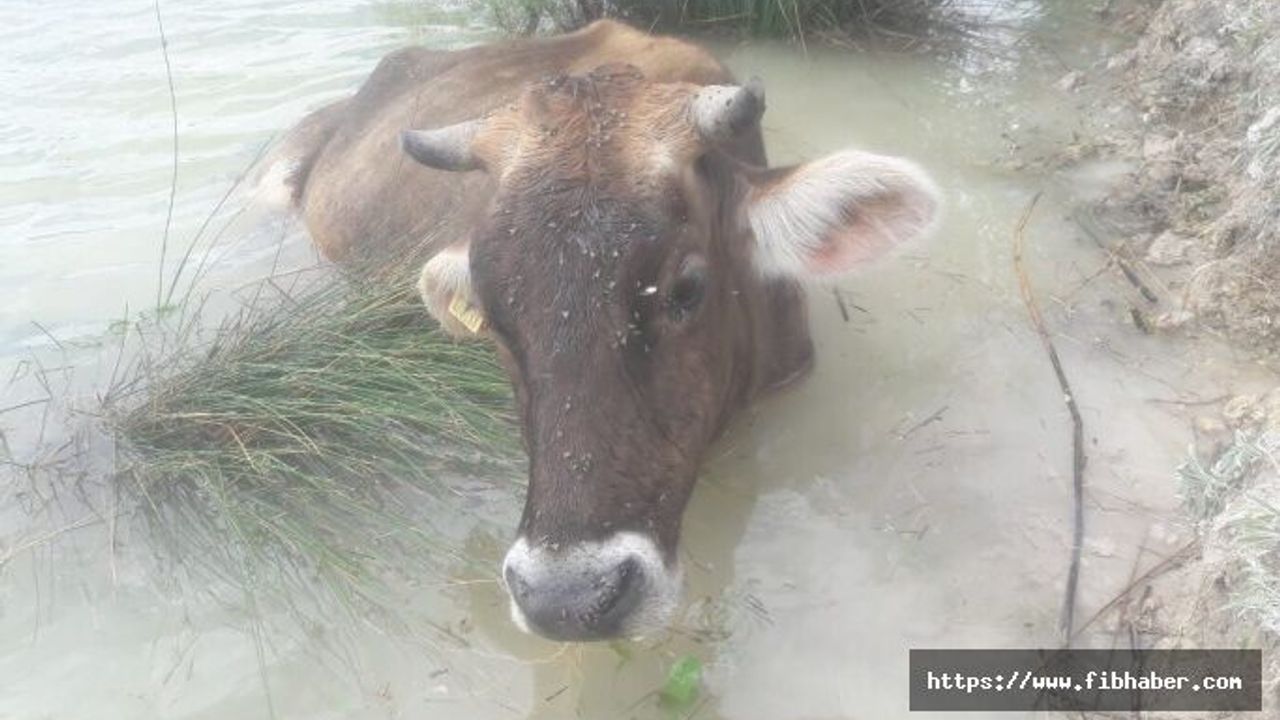 Nevşehir'de Taşlıhüyük Baraj gölüne düşen inek kurtarıldı