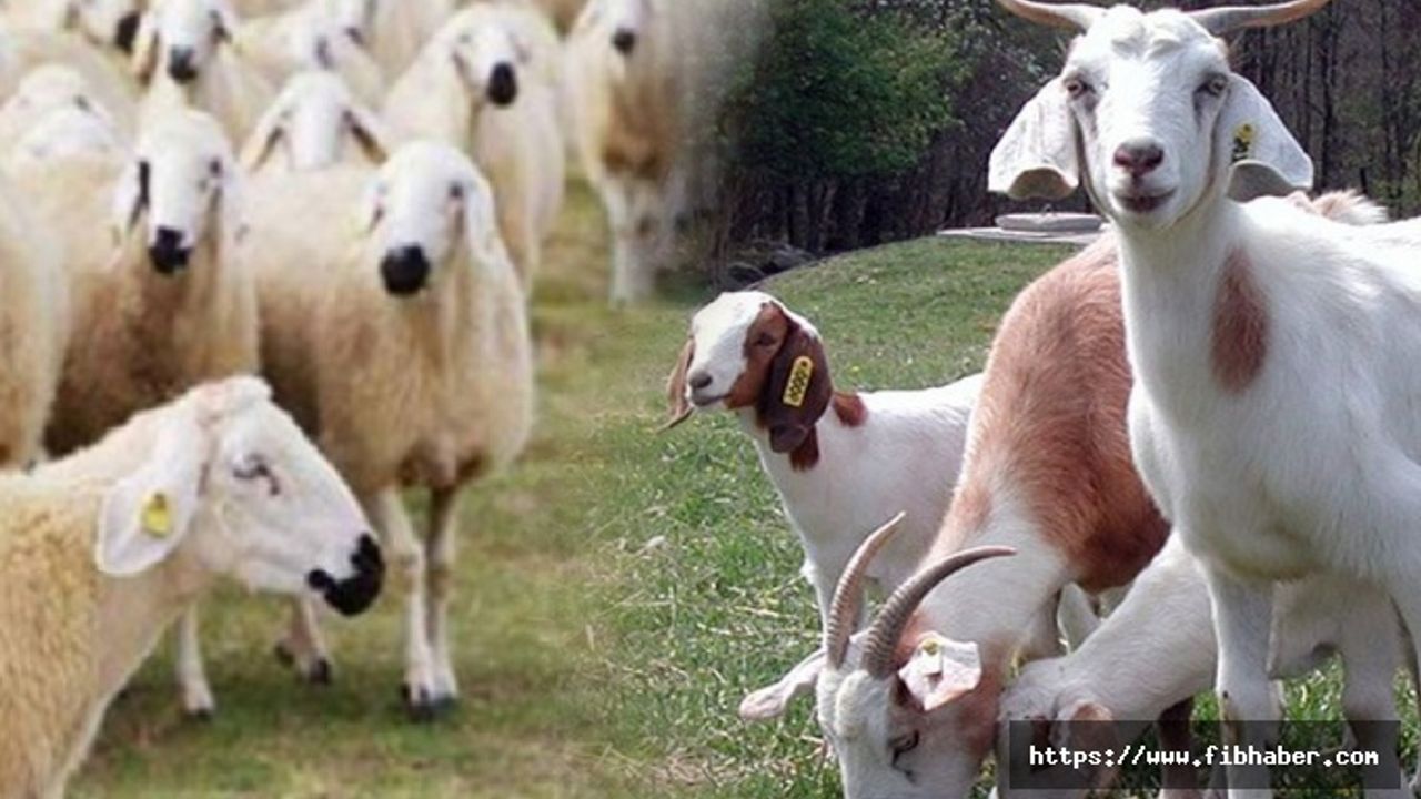 Anaç koyun ve keçi desteklemesi askı icmali yayınlandı