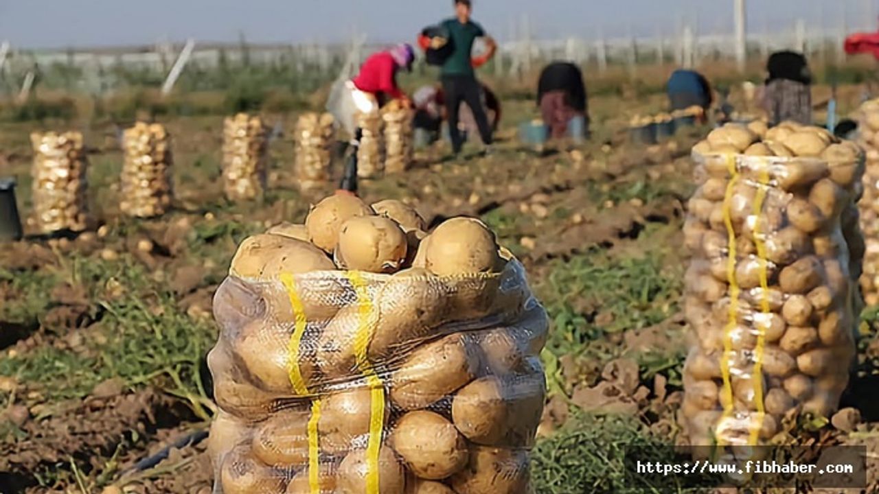 2022'de Nevşehir'den 714 Milyon TL tutarında Patates İhracaatı
