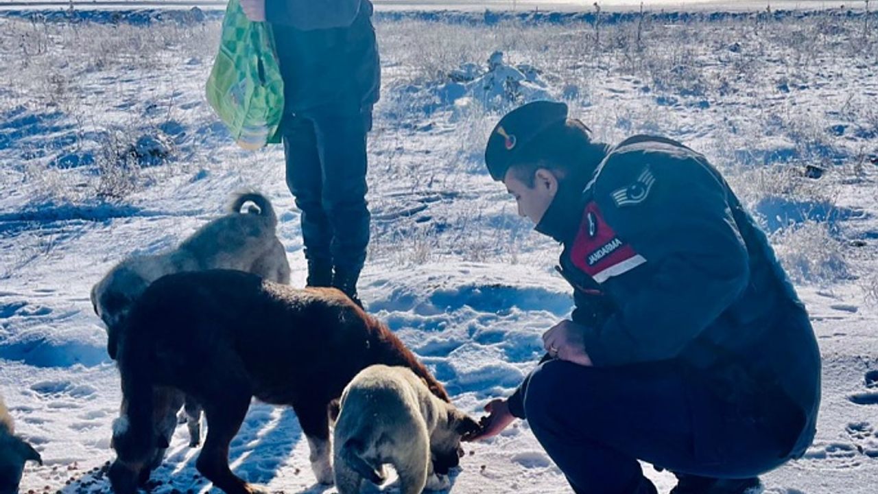 Kozaklı'da Jandarma soğuk havada sokak canlarını besledi