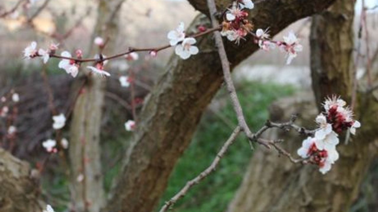 Nevşehir’de meyve ağaçları çiçek açtı