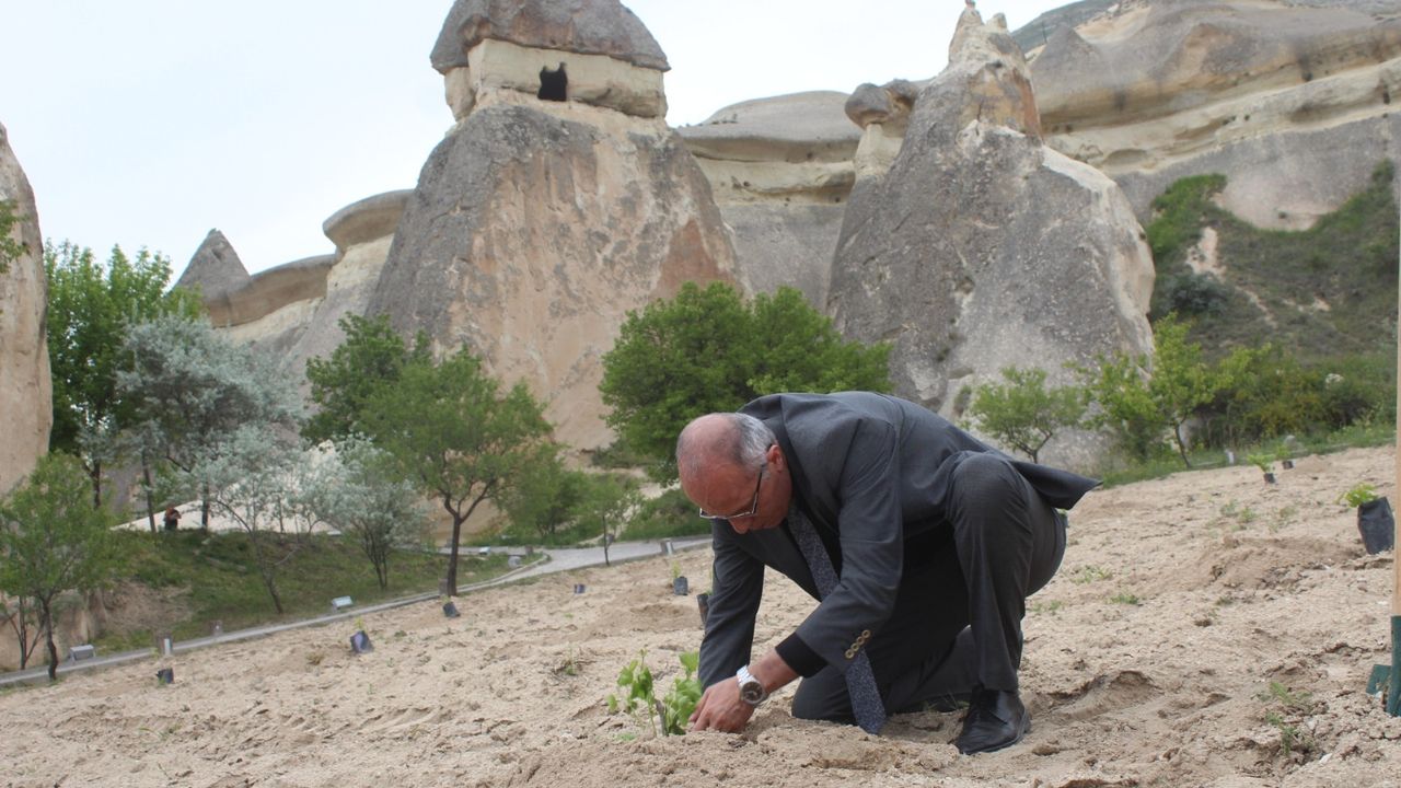 Kapadokya'da Paşabağlarına üzüm fidanı dikildi