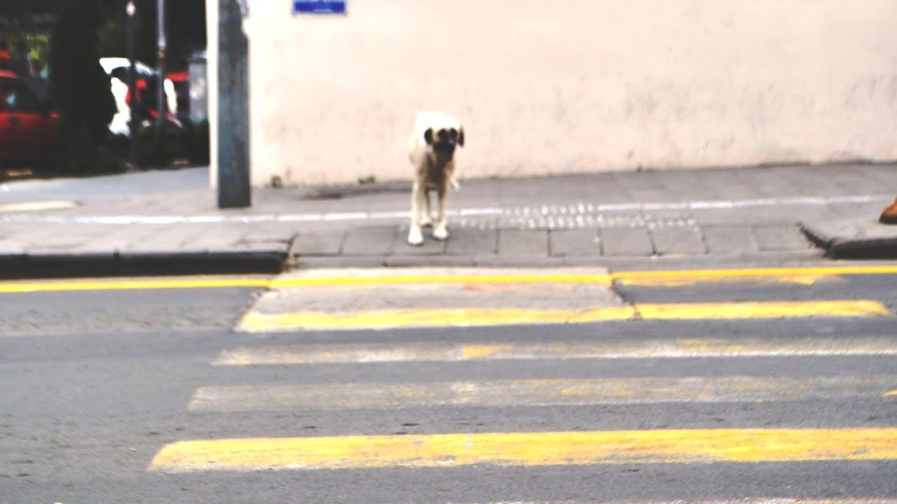 Nevşehir'de yaya geçidini kullanan köpek görenleri şaşırttı