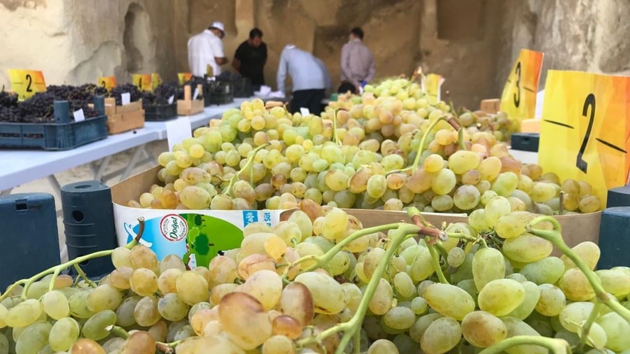 Nevşehir üzüm üreticileri heyecanla güzel bir fiyat bekliyor