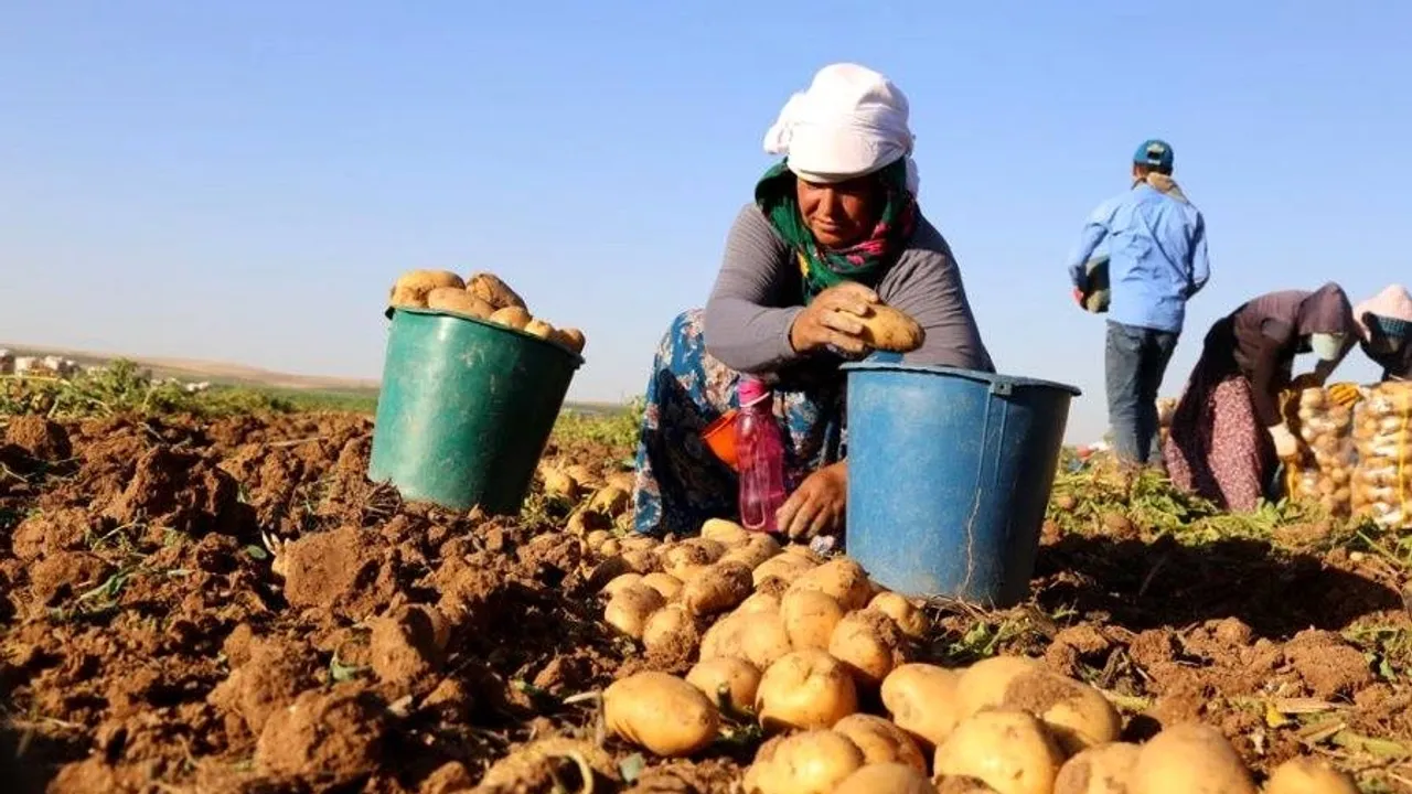 Nevşehir'de tarım işçilerinin yevmiyesi belirlendi