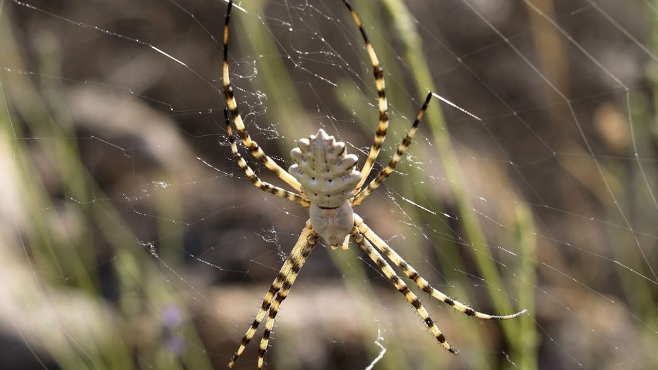 Dünyanın en zehirli örümceklerinden biri Nevşehir'de görüldü