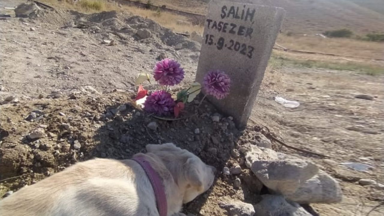 Nevşehir'de sahibi ölen köpek, mezar başından ayrılmıyor