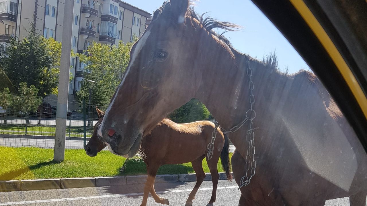 Nevşehir'de yol ortasında koşan atlar şaşırttı