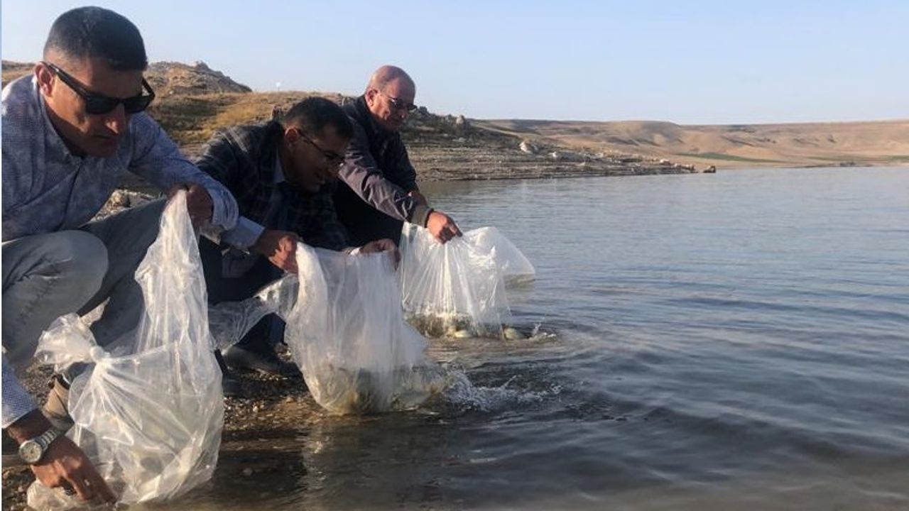 Kozaklı Doyduk Barajına 120 bin balık bırakıldı