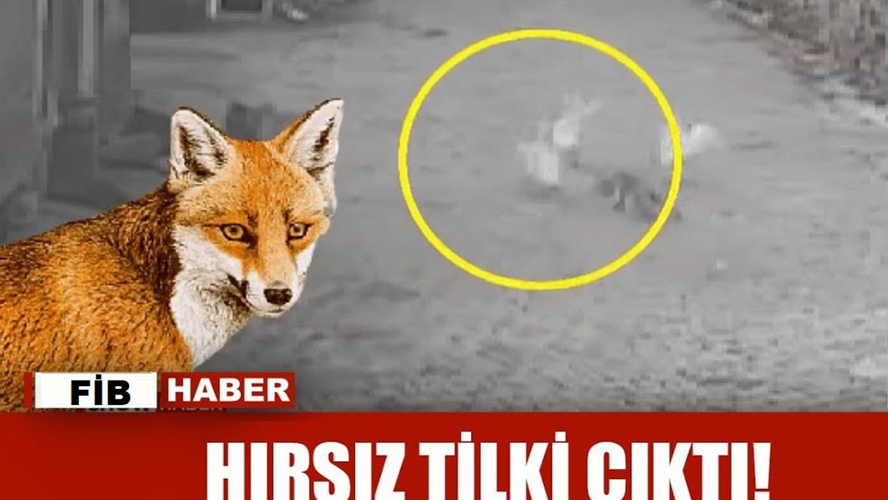 Nevşehir'de tavuk hırsızı tilki kameralara yakalandı