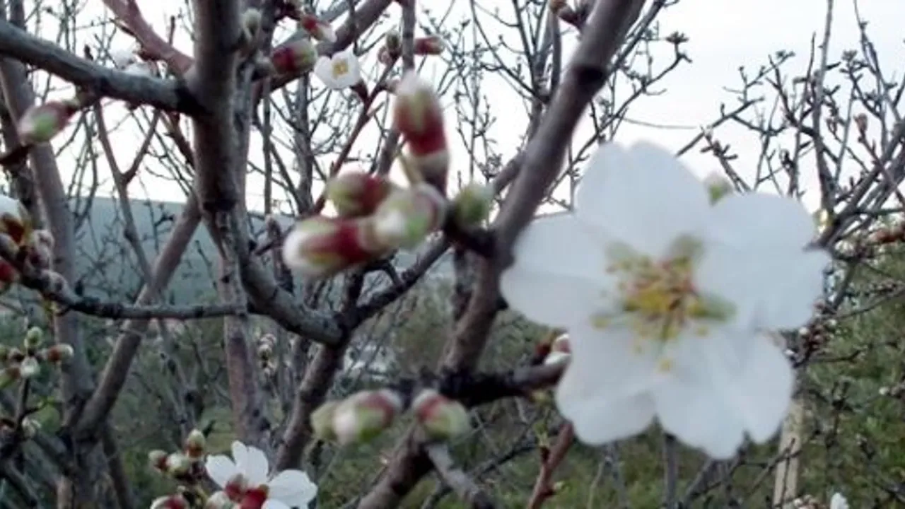Nevşehir'de Şubat ayında badem ağaçları çiçek açtı
