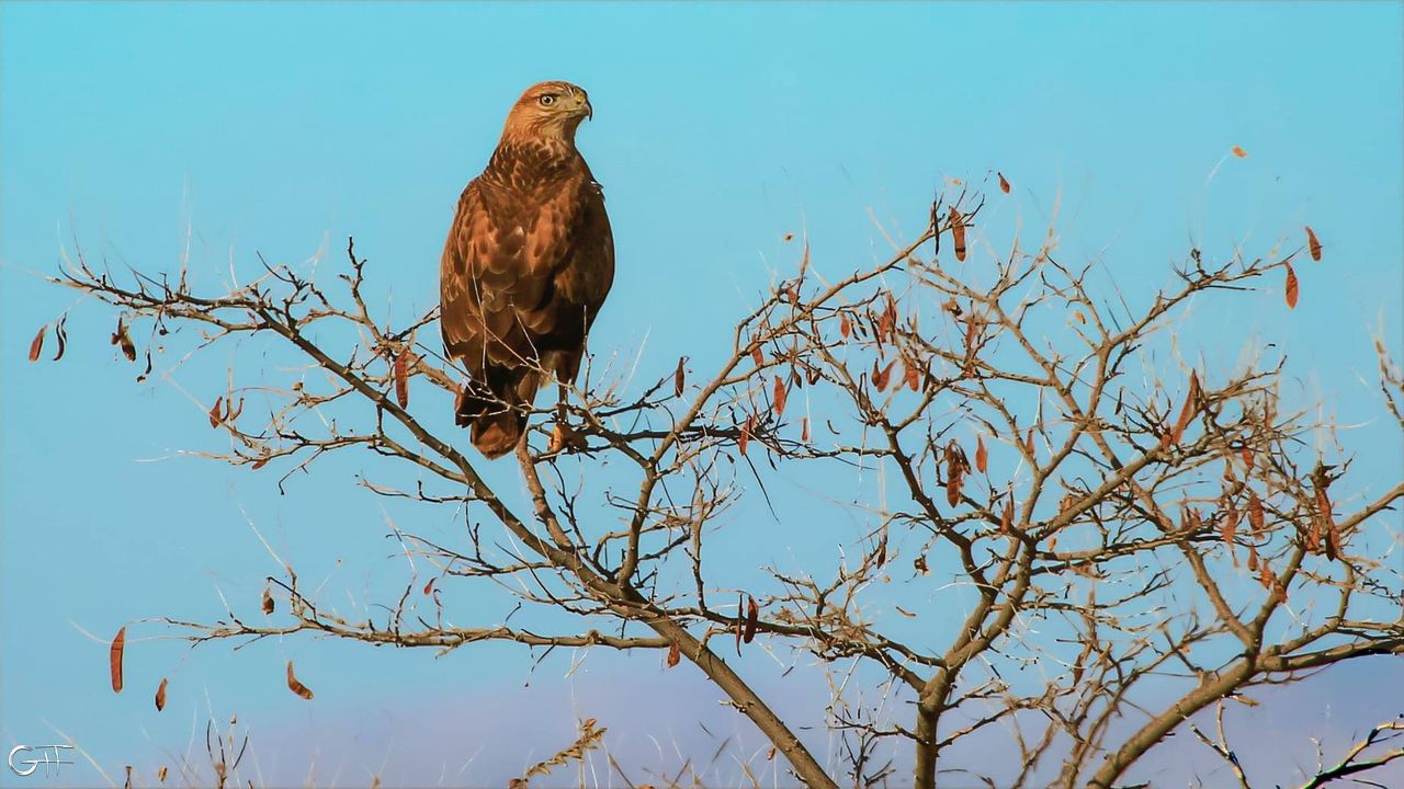 Nevşehir’de Yaban Hayatı Çeşitliliği Dikkat Çekiyor