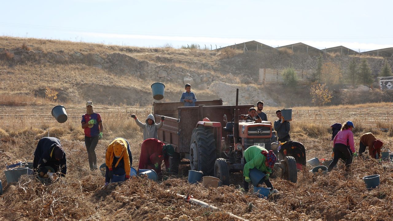 Nevşehir’de 24 Yıllık Mücadelede Umut Işığı: Kafkas Patatesi