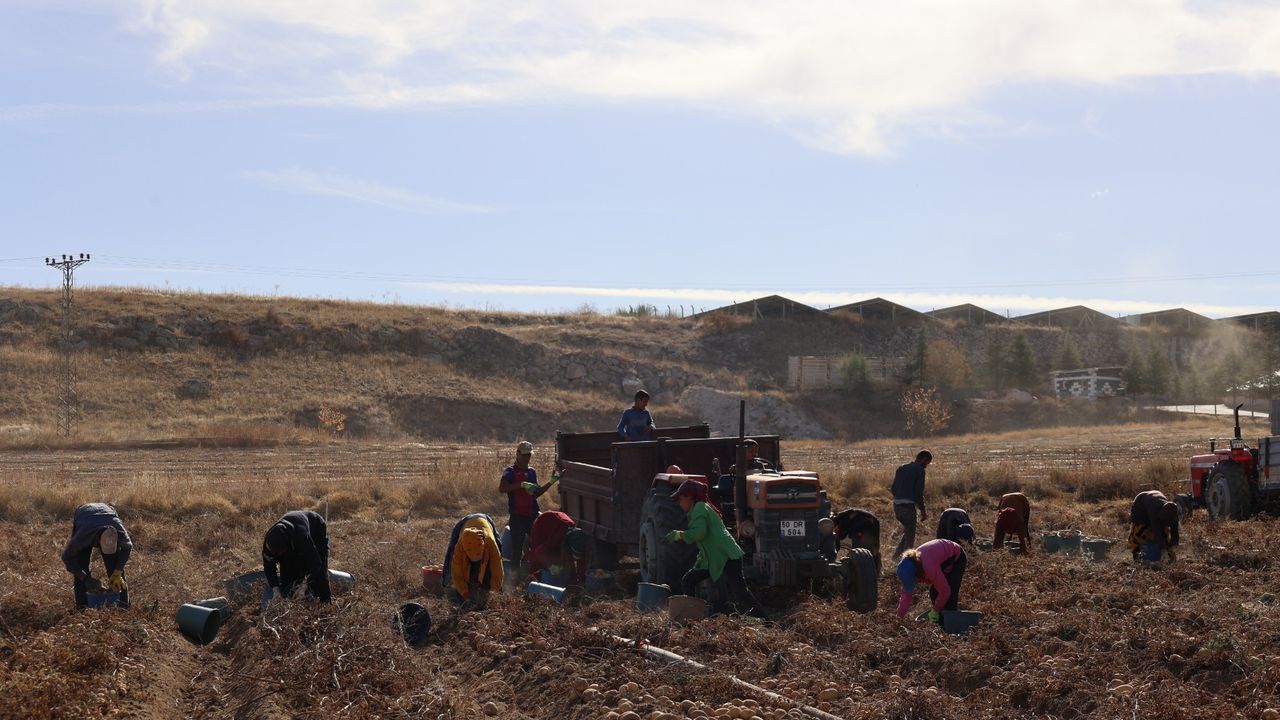 Patates Siğili Güvenlik Kuşağında Hasat Gerçekleştirildi