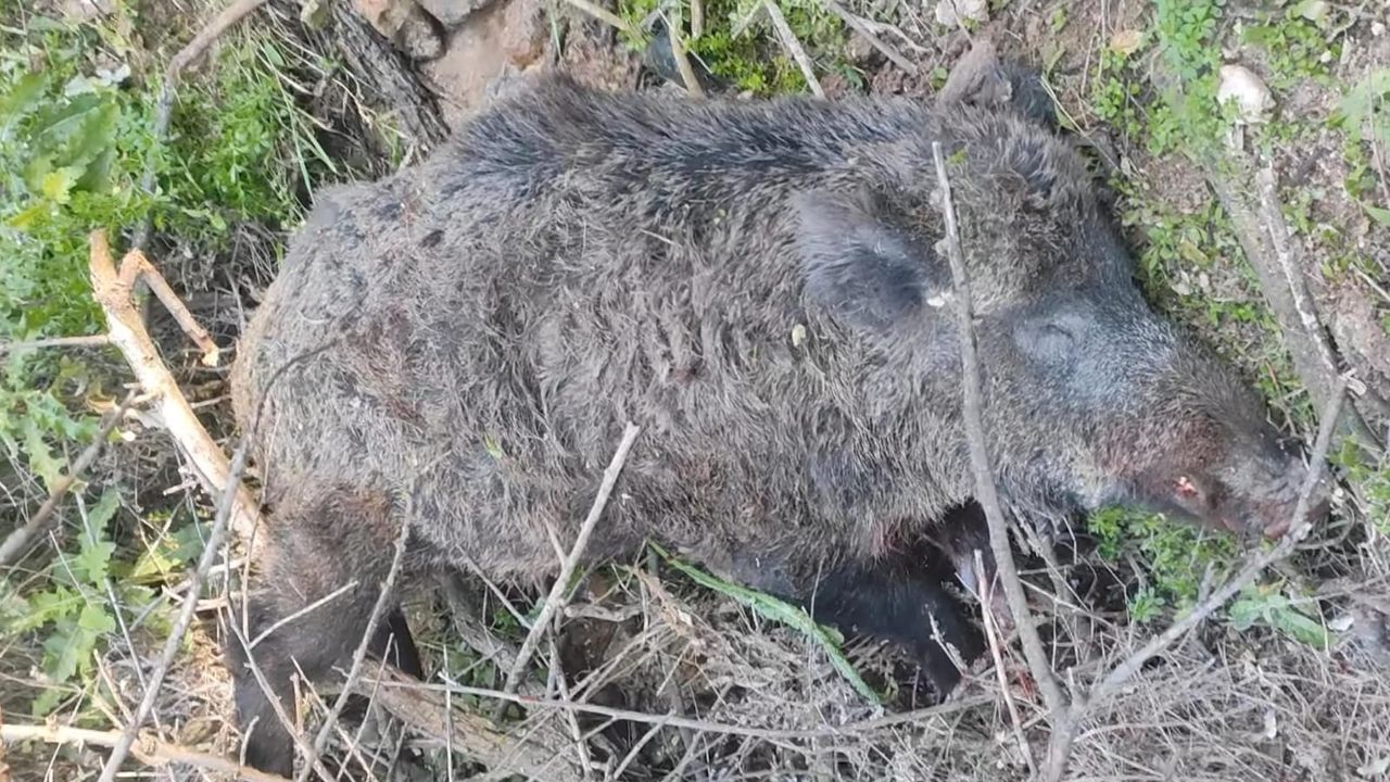 Nevşehirli avcı 170 kiloluk yaban domuzu vurdu
