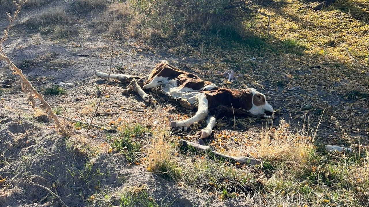 Nevşehir'de ölü büyükbaş hayvanları yol kenarına attılar
