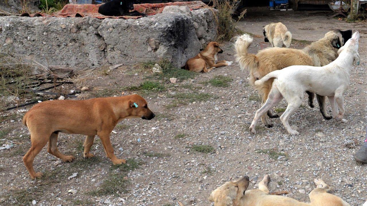 Nevşehir’de sahipsiz köpekler toplanıyor