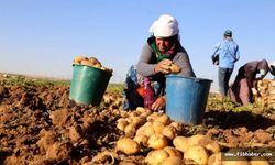 Nevşehir’de kışlık patates hasadı başladı! Üretici mutsuz