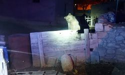 Nevşehir'in Akpınar köyünde görülen ayı doğaya salındı