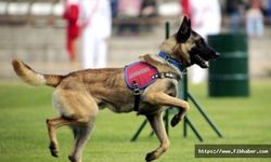 Nevşehir JAKEM 44 köpeği ihaleyle satışa sunacak