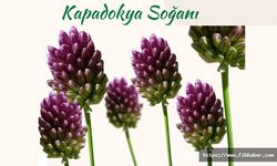 Dünyada sadece Nevşehir'de var: 'Kapadokya Soğanı'