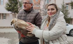 Nevşehir’de Vatandaşlar Kızıl Şahin Buldu