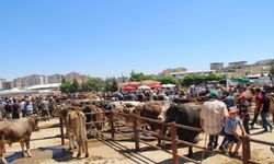 Nevşehir hayvan sağlığı zabıta komisyon kararları açıklandı