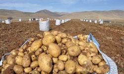 Gizligider'in attığı tweet, Nevşehirli patates çiftçilerini heyecanlandırdı