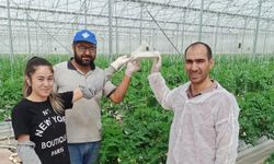 Kozaklı'da Domates Güvesi Mücadelesi İçin Seralara Tuzaklar Asıldı