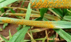 Nevşehirli çiftçiler buğdayda pas hastalığına karşı uyarıldı