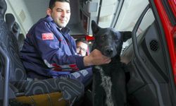 İtfaiyeciler Kurtardıkları Sokak Köpeğini Sahiplendi