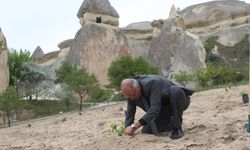 Kapadokya'da Paşabağlarına üzüm fidanı dikildi