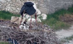 Nevşehir'in Akpınar köyünde yavru leylekler büyüyor (Video)