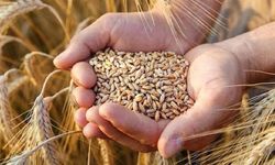 2023 yılı buğday ve arpa alım fiyatı açıklandı