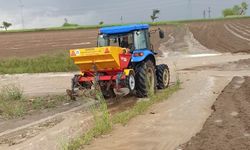 Sağanak yağış Mazı'da ekili arazilere zarar verdi