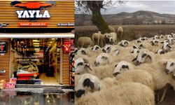 Nevşehir Yayla Et kasapta küçükbaş kurbanlık satışları başladı