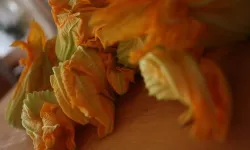 Nevşehir'de kabak çiçeği toplama sezonu açıldı