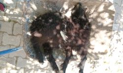 Nevşehir'de sokak köpekleri bir oğlağı telef etti