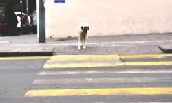 Nevşehir'de yaya geçidini kullanan köpek görenleri şaşırttı