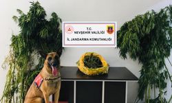 Nevşehir Jandarmadan uyuşturucu operasyonu: 1 tutuklama