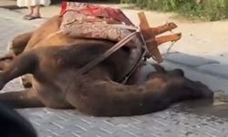 Kapadokya'daki at ve develeri kim denetliyor?