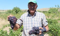 Nevşehir de Üzüm Hasadı Başladı...