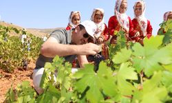 Ürgüp üzümünün bağ bozumu yapıldı