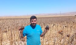 Nevşehir'de kuraklık ayçiçeğini vurdu