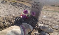 Nevşehir'de sahibi ölen köpek, mezar başından ayrılmıyor