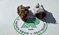Nevşehir'de DKMP ekiplerinin kaçak avcı mesaisi