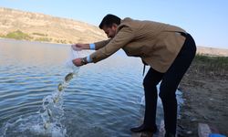 Ürgüp Damsa Barajı Göletine 350 Bin Yavru Balık Bırakıldı